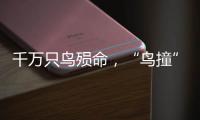千万只鸟殒命
，“鸟撞”现场调查，小鸟侦探请答题