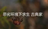 恶劣环境下求生 古典家具企业需要品牌、定位和创新