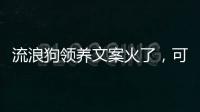 流浪狗领养文案火了	
，可心动，别冲动