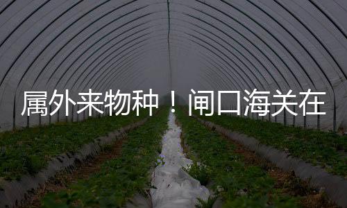 内地男子谭某手拎一个购物袋