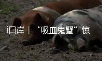 i口岸丨“吸血鬼蟹”惊现拱北口岸
�！170只"异形生物"偷渡被抓